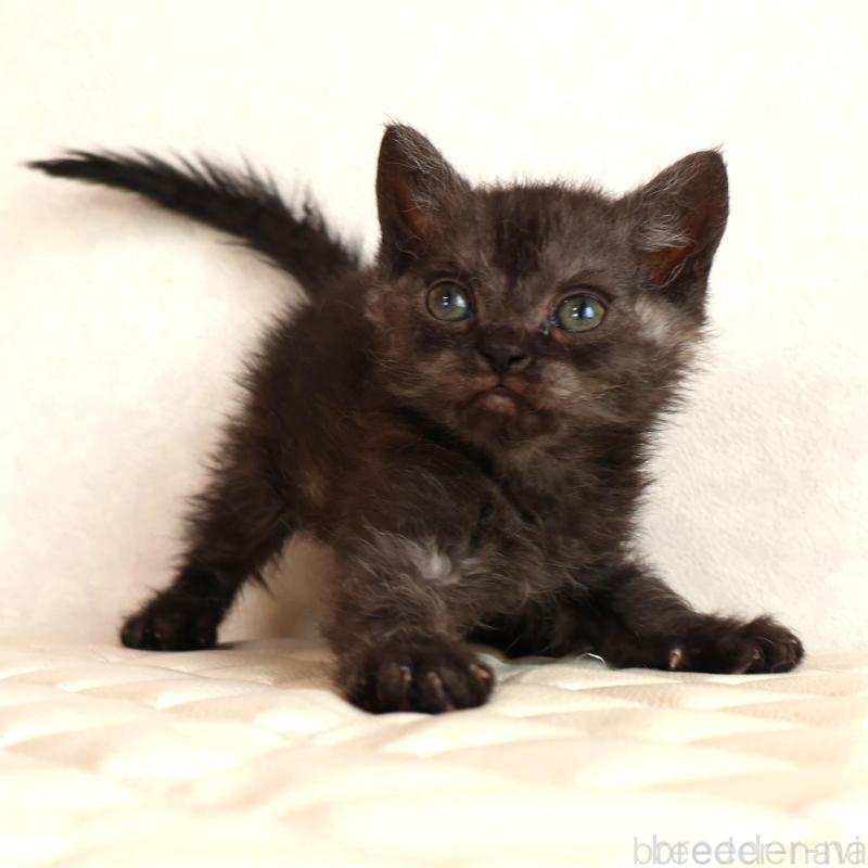 販売中の静岡県のセルカークレックス-134431の10枚目