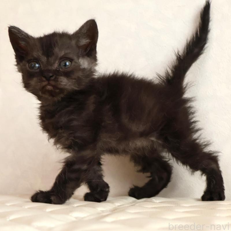 販売中の静岡県のセルカークレックス-134431の9枚目