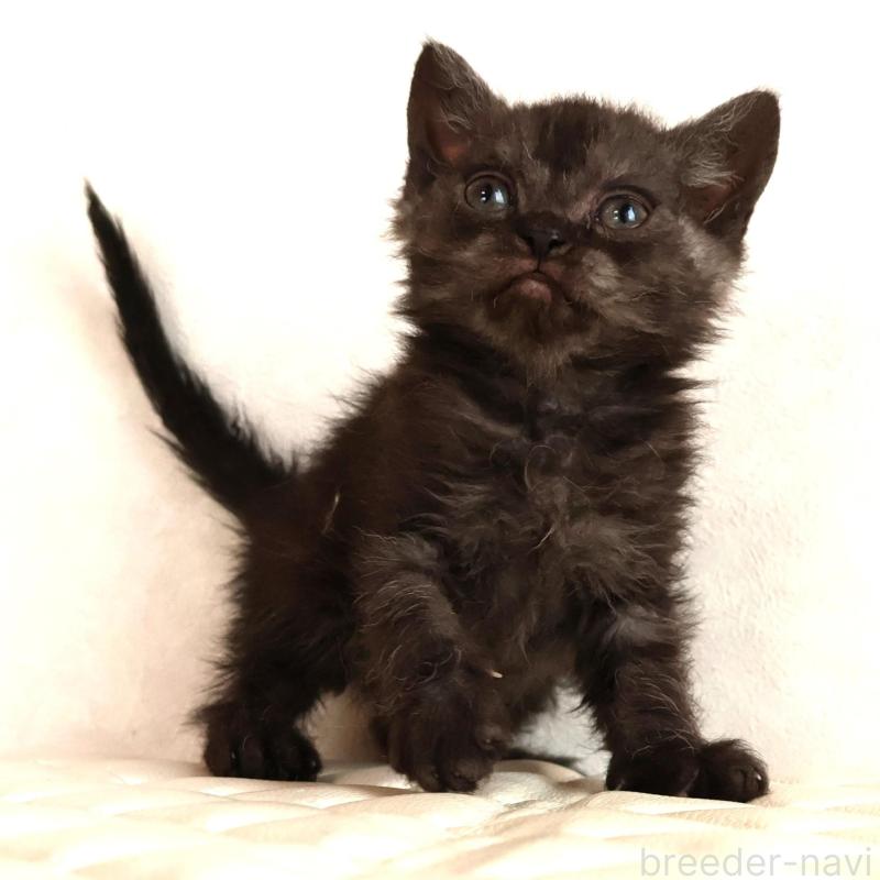 販売中の静岡県のセルカークレックス-134431