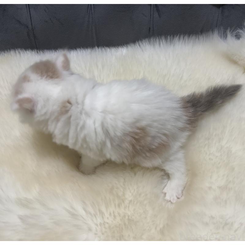 成約済の鹿児島県のミヌエット-134982の10枚目