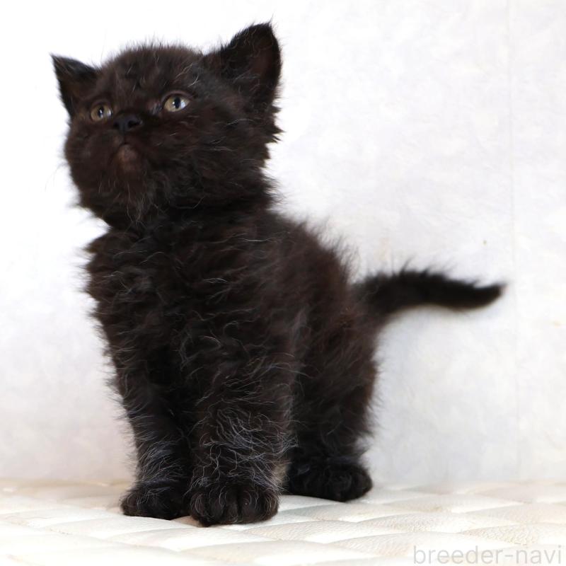 販売中の静岡県のセルカークレックス-134432の17枚目