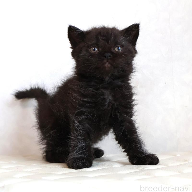 販売中の静岡県のセルカークレックス-134432の15枚目