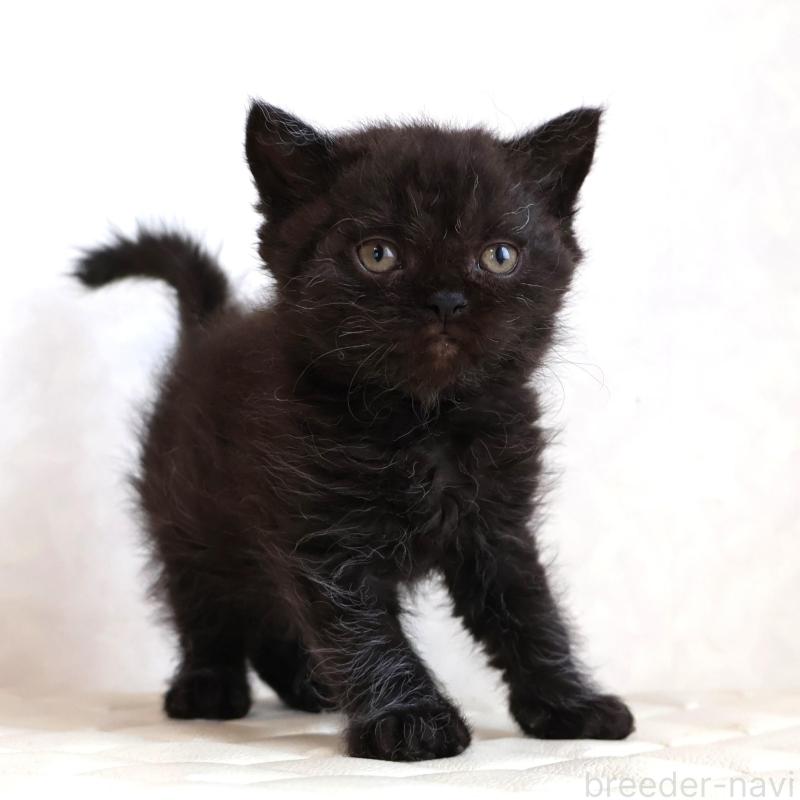 販売中の静岡県のセルカークレックス-134432の14枚目