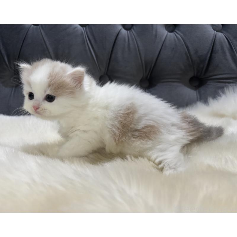 成約済の鹿児島県のミヌエット-134982の9枚目