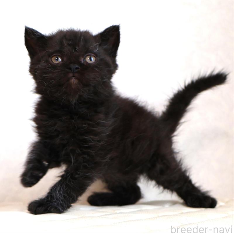 販売中の静岡県のセルカークレックス-134432の13枚目