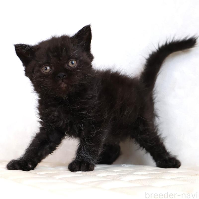 販売中の静岡県のセルカークレックス-134432の11枚目