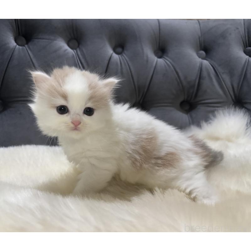 成約済の鹿児島県のミヌエット-134982の8枚目