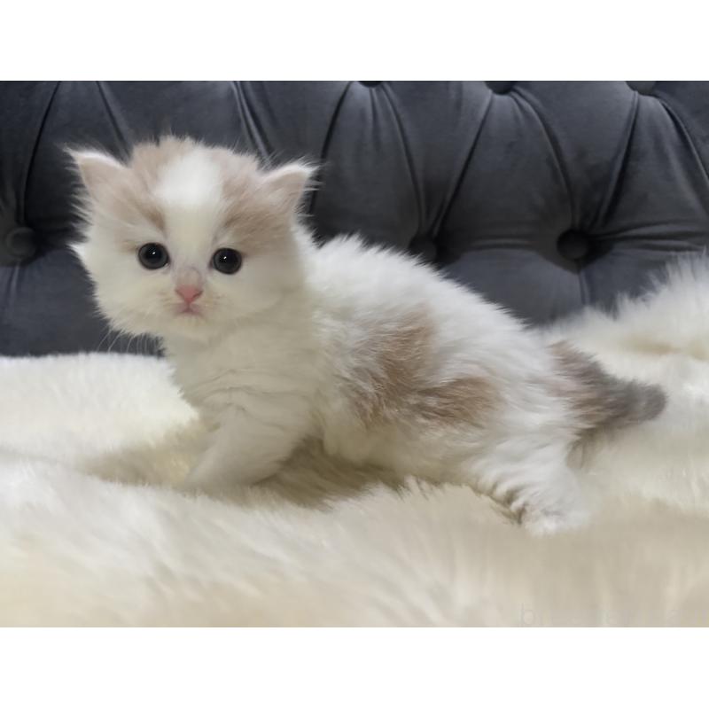 成約済の鹿児島県のミヌエット-134982の7枚目