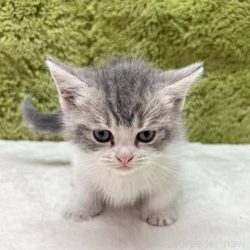 販売中の愛知県のマンチカン(短足)-135615の2枚目