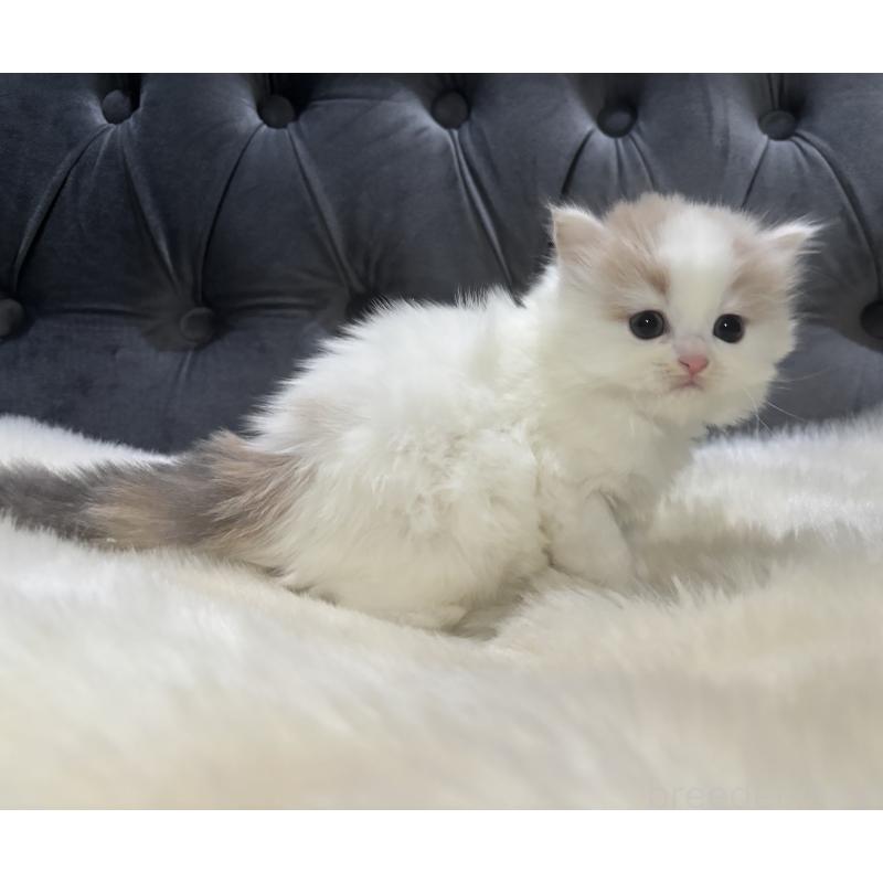 成約済の鹿児島県のミヌエット-134982の6枚目