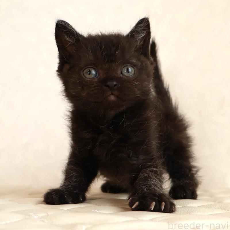 販売中の静岡県のセルカークレックス-134430の20枚目