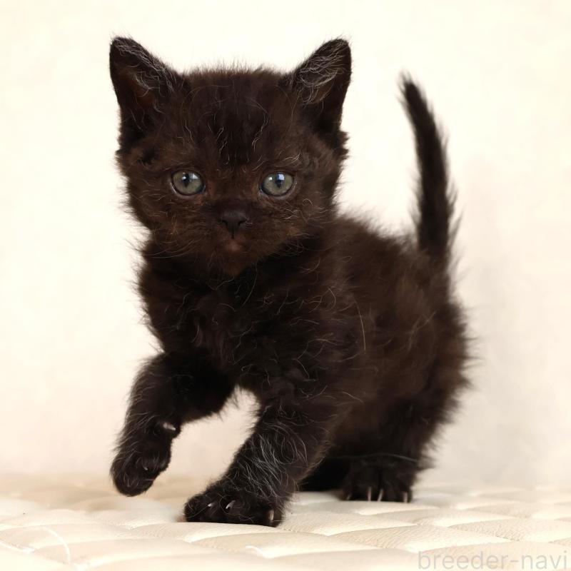 販売中の静岡県のセルカークレックス-134430の19枚目