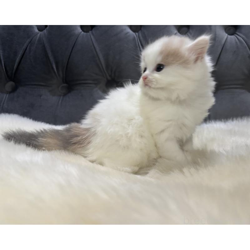 成約済の鹿児島県のミヌエット-134982の5枚目