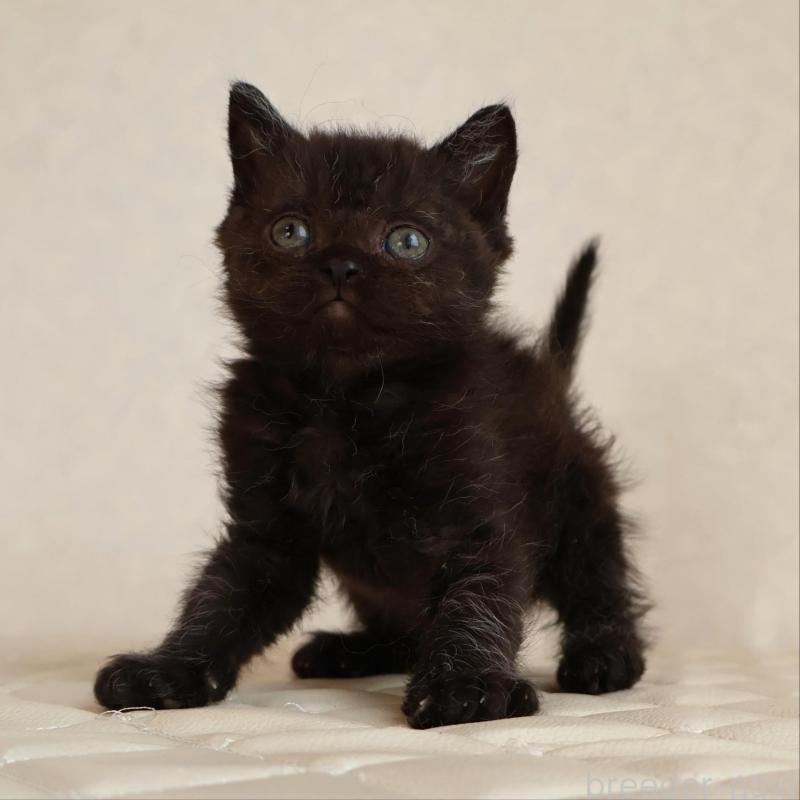 販売中の静岡県のセルカークレックス-134430