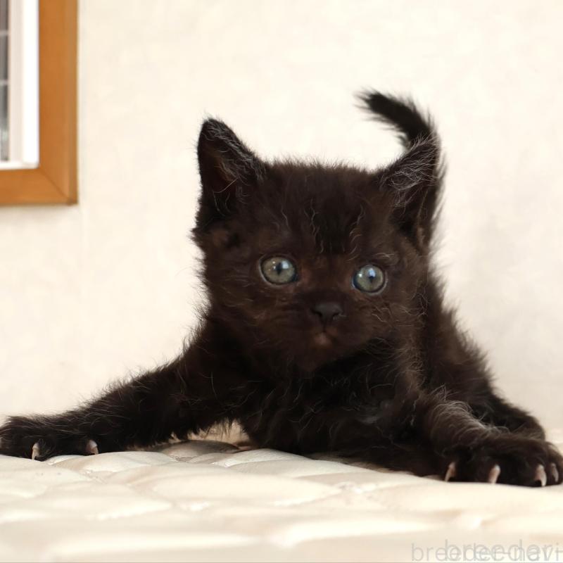 販売中の静岡県のセルカークレックス-134430の17枚目