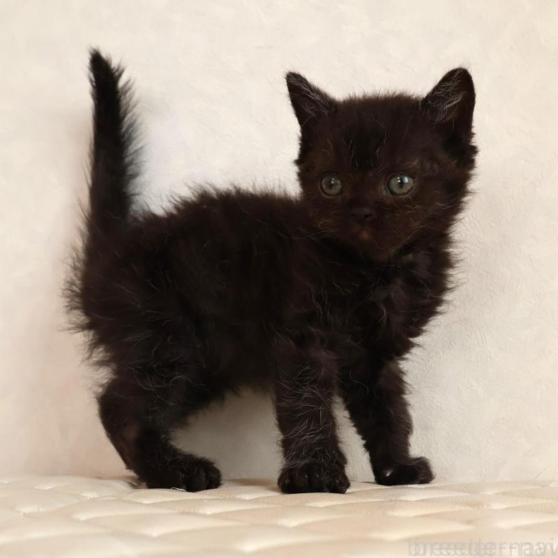 販売中の静岡県のセルカークレックス-134430の16枚目