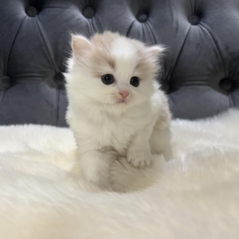 成約済の鹿児島県のミヌエット-134982の4枚目