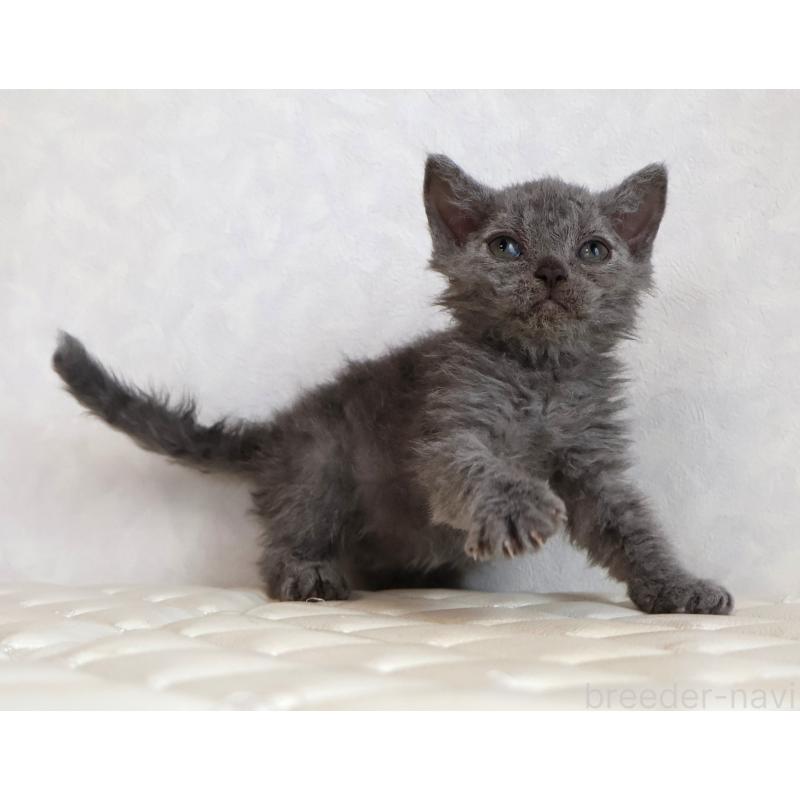 販売中の静岡県のセルカークレックス-134429の14枚目