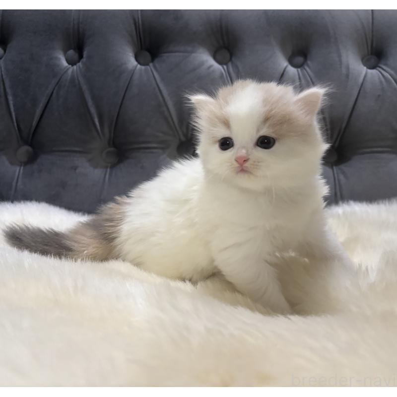 成約済の鹿児島県のミヌエット-134982の2枚目