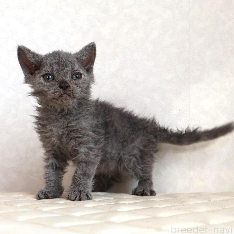 販売中の静岡県のセルカークレックス-134429の13枚目