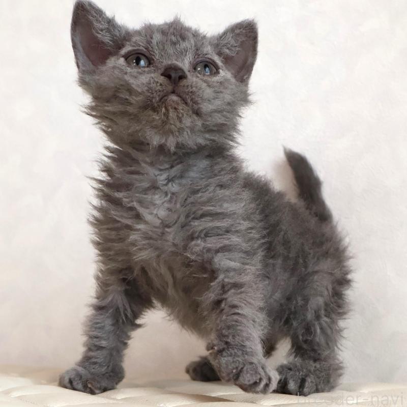 販売中の静岡県のセルカークレックス-134429の12枚目