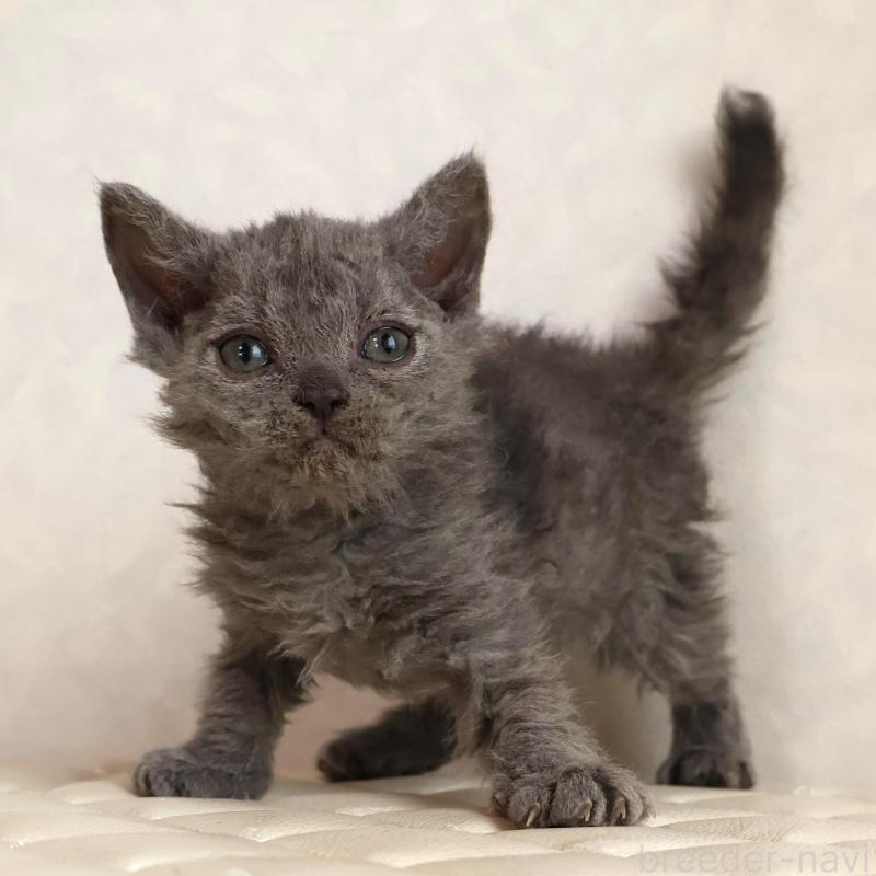 販売中の静岡県のセルカークレックス-134429