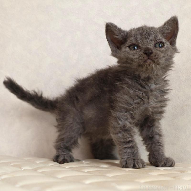 販売中の静岡県のセルカークレックス-134429の9枚目