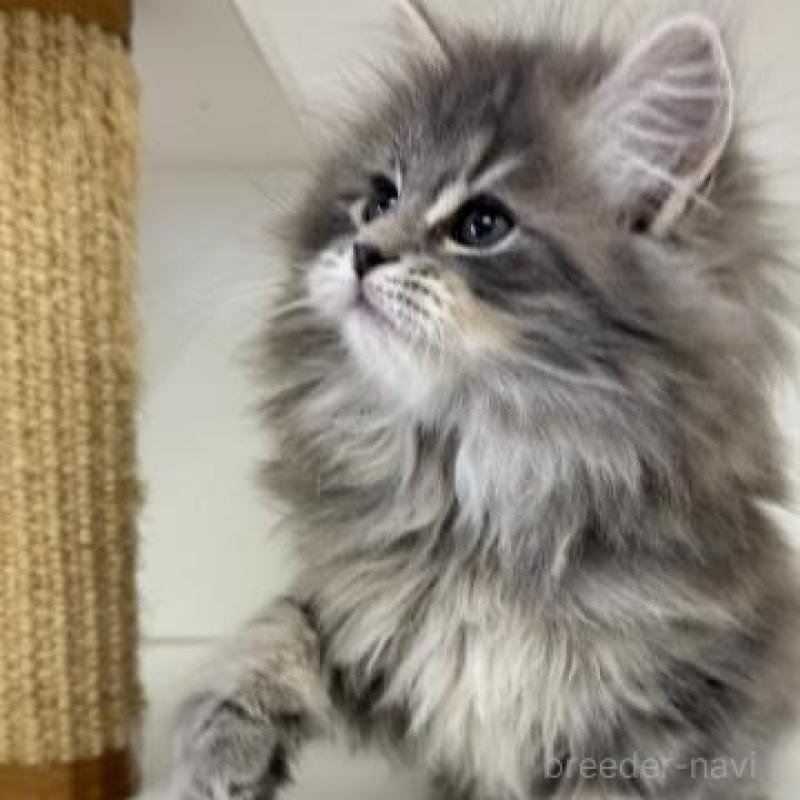 販売中の神奈川県のサイベリアン-135616の6枚目