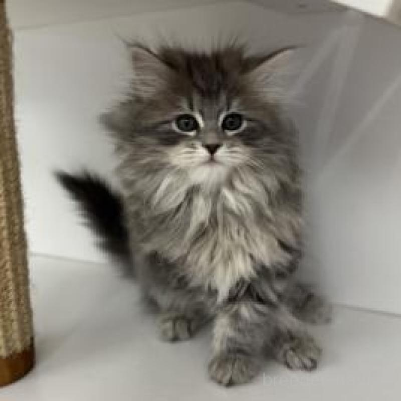 販売中の神奈川県のサイベリアン-135616の5枚目