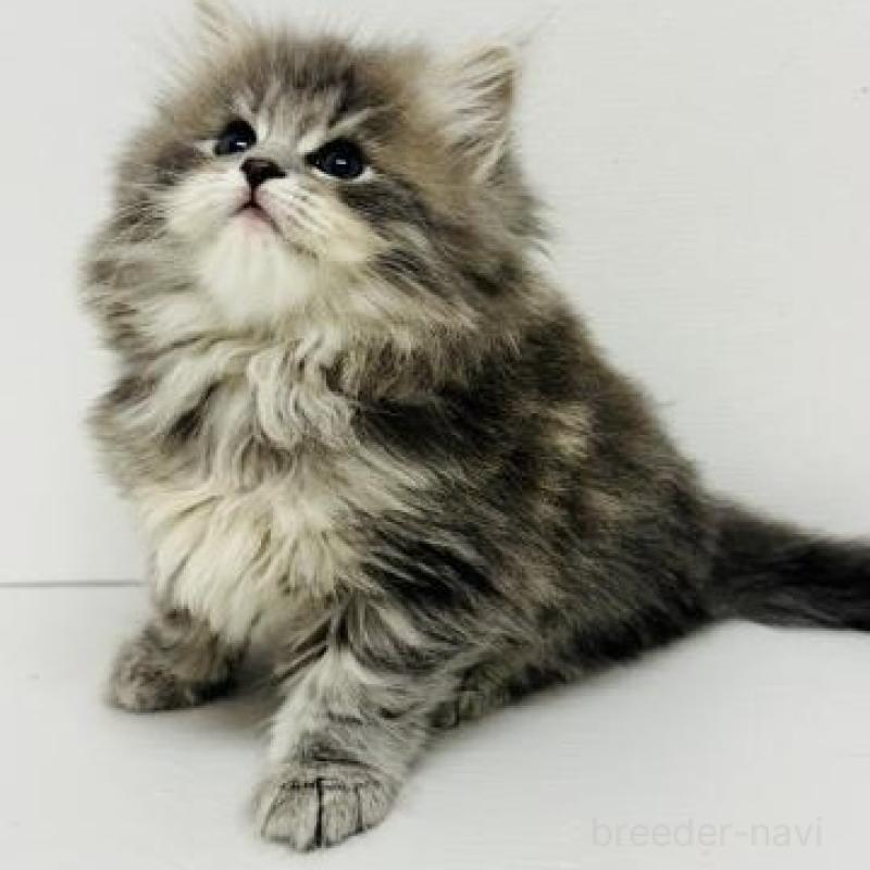 販売中の神奈川県のサイベリアン-135616の4枚目