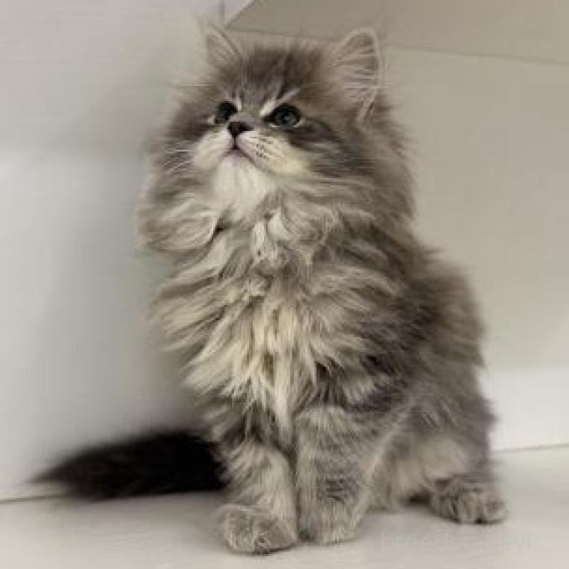 販売中の神奈川県のサイベリアン-135616の3枚目