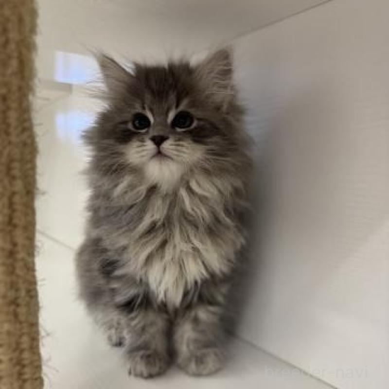 販売中の神奈川県のサイベリアン-135616の2枚目