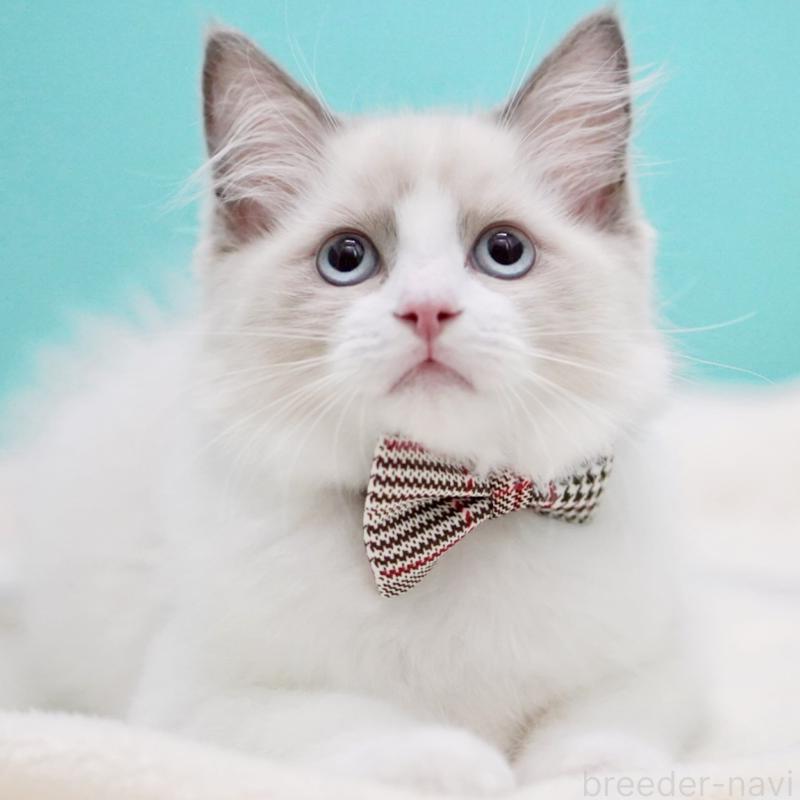 販売中の東京都のラグドール-130374