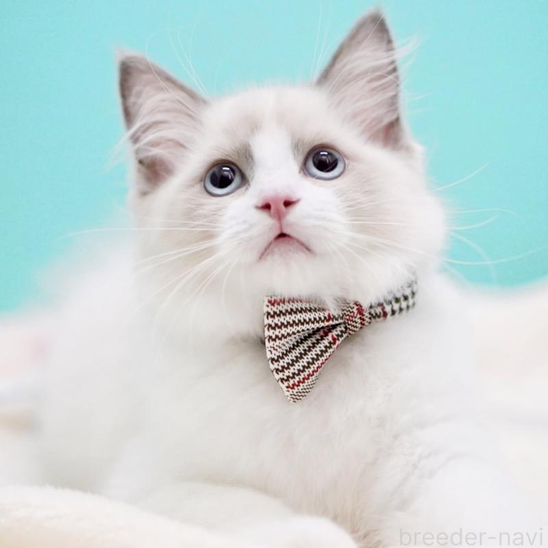 販売中の東京都のラグドール-130374の15枚目