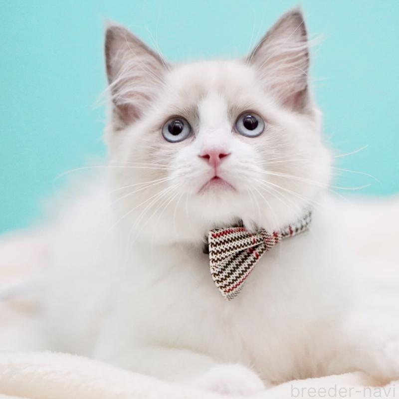 販売中の東京都のラグドール-130374の14枚目