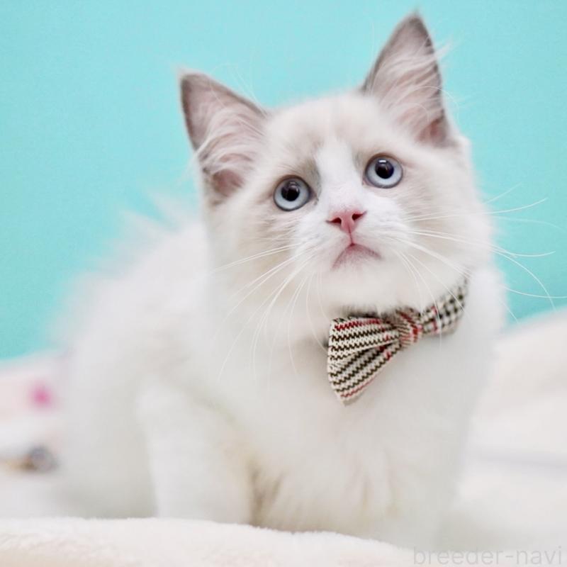 販売中の東京都のラグドール-130374の13枚目