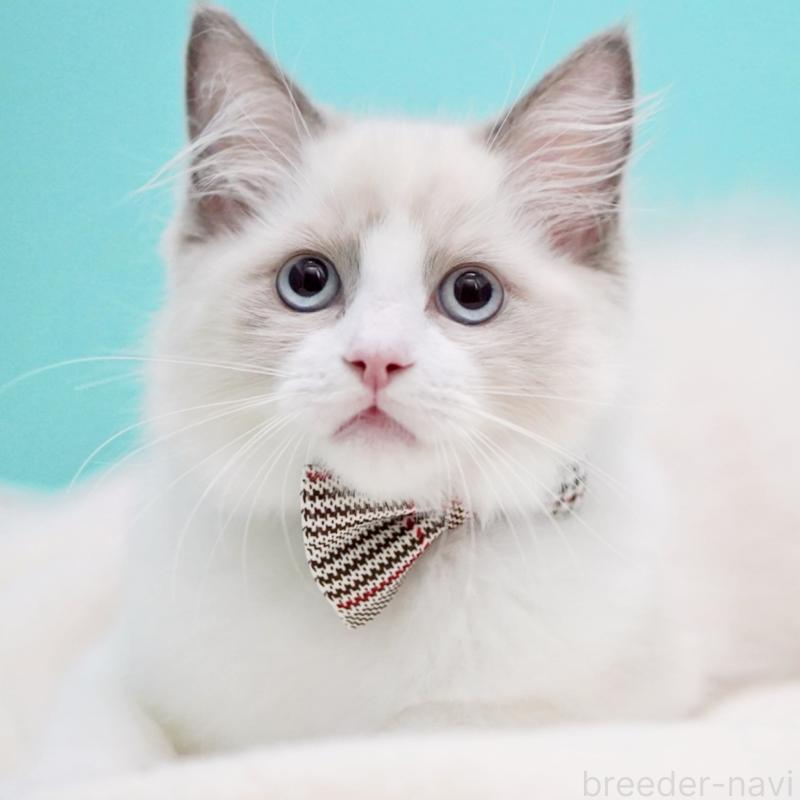 販売中の東京都のラグドール-130374の12枚目