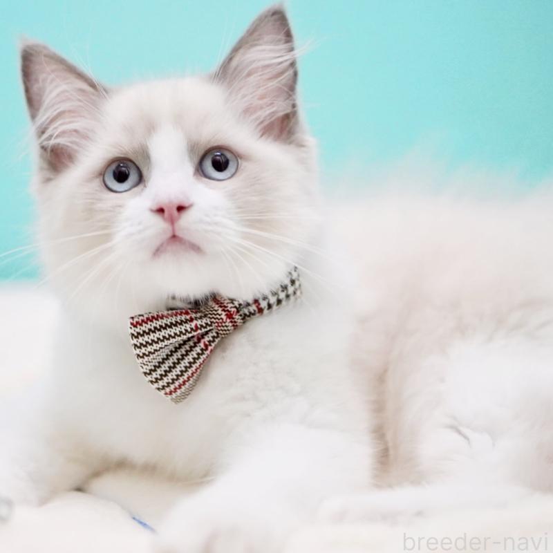 販売中の東京都のラグドール-130374の11枚目