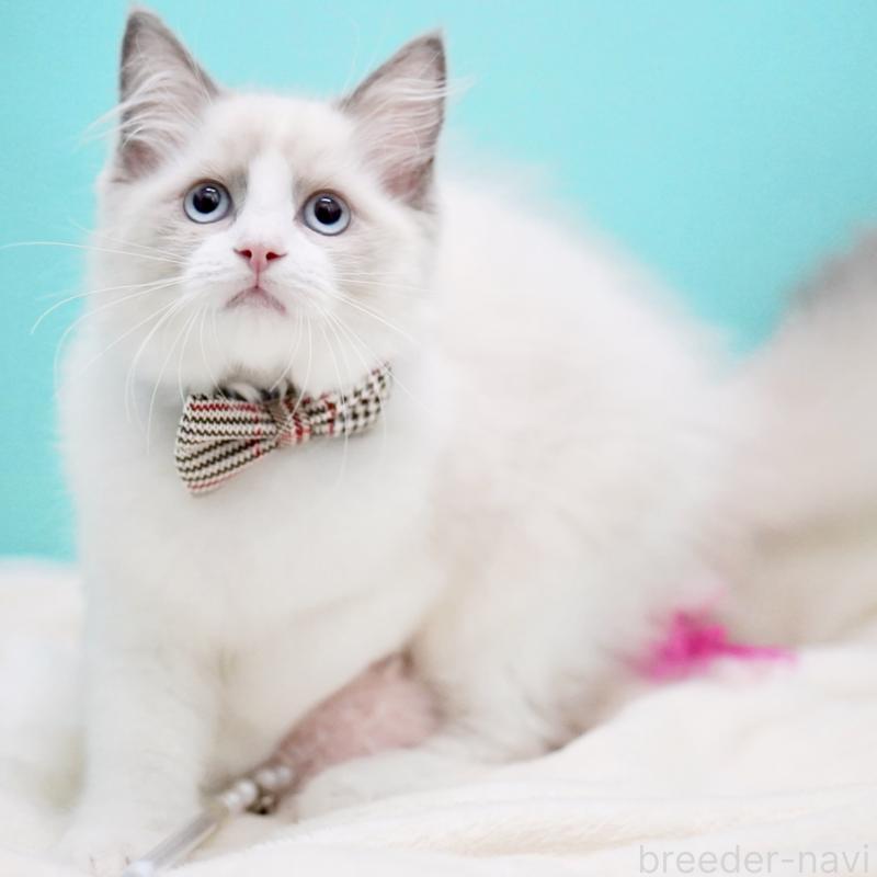 販売中の東京都のラグドール-130374の10枚目