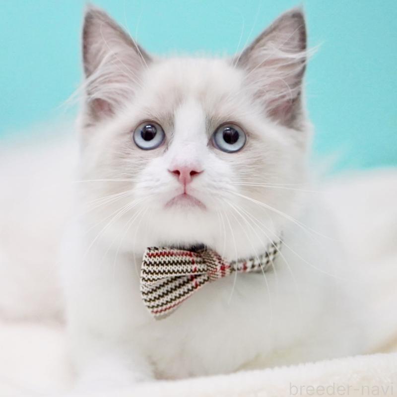 販売中の東京都のラグドール-130374の9枚目