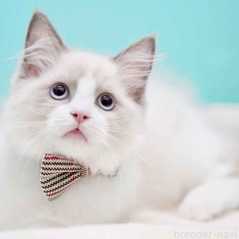 販売中の東京都のラグドール-130374の7枚目