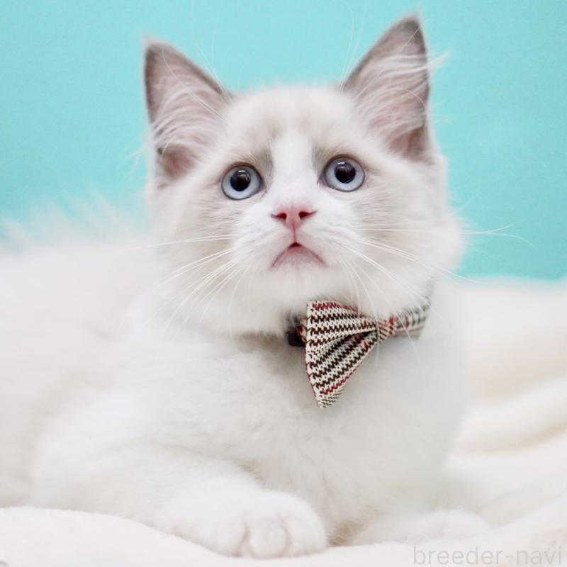 販売中の東京都のラグドール-130374の6枚目