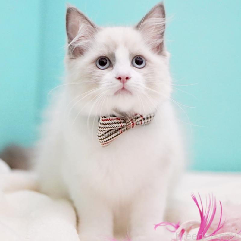 販売中の東京都のラグドール-130374の5枚目