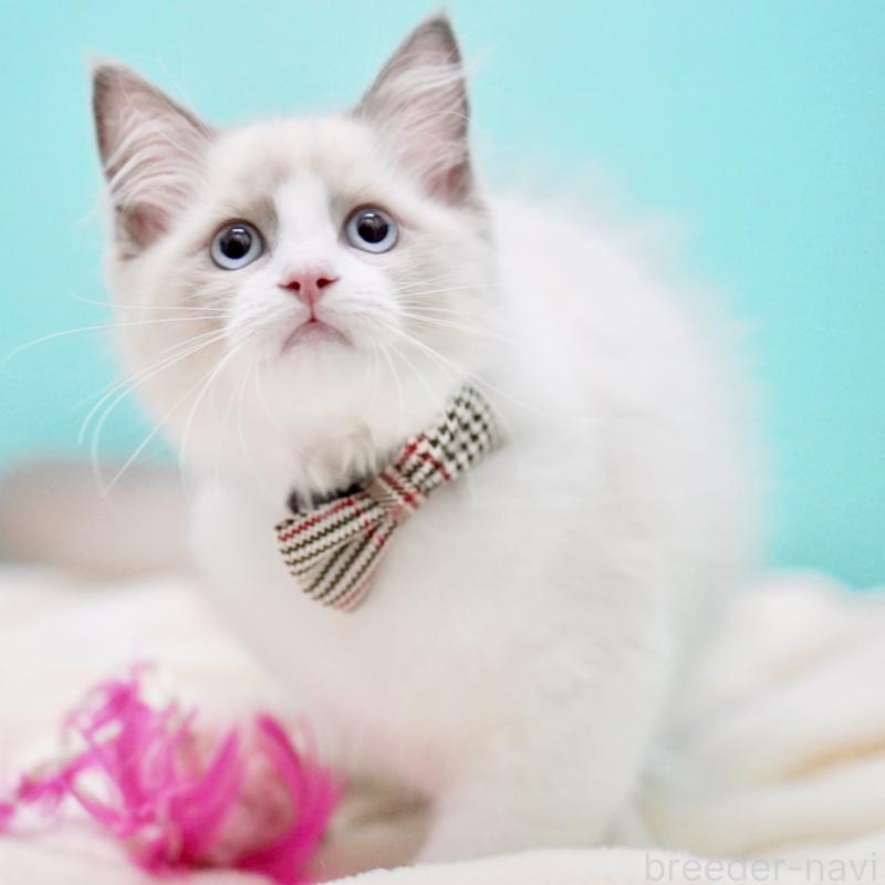 販売中の東京都のラグドール-130374の4枚目