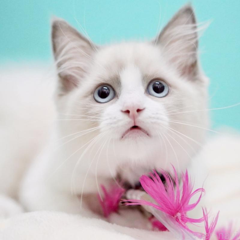 販売中の東京都のラグドール-130374の3枚目