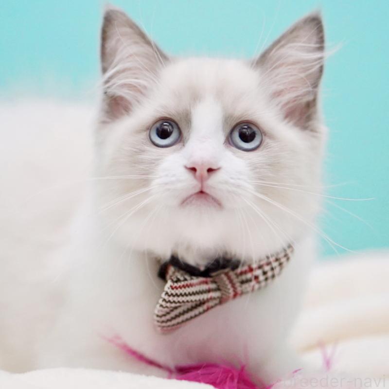 販売中の東京都のラグドール-130374の2枚目