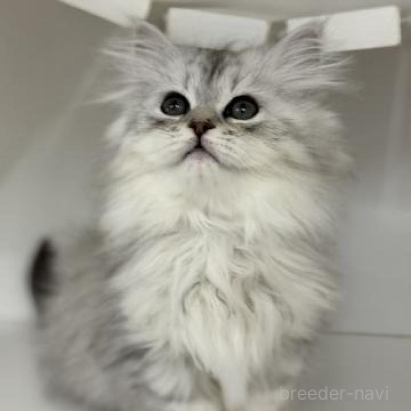 販売中の神奈川県のサイベリアン-135617の5枚目