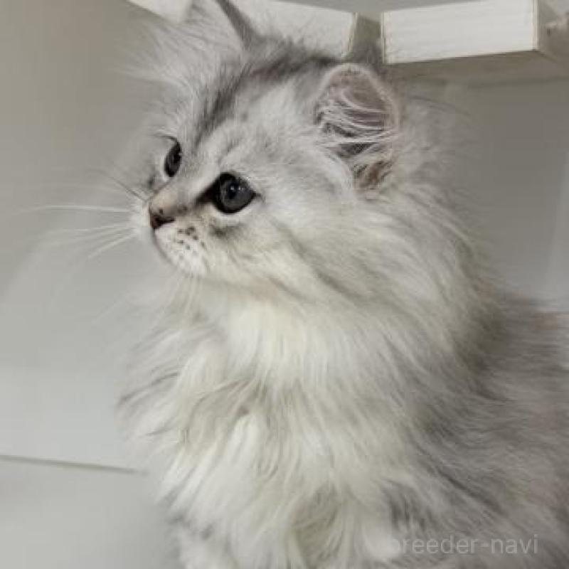 販売中の神奈川県のサイベリアン-135617の4枚目