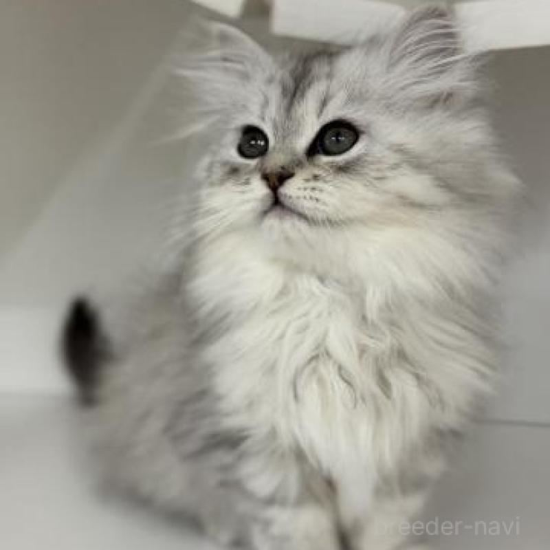 販売中の神奈川県のサイベリアン-135617の3枚目