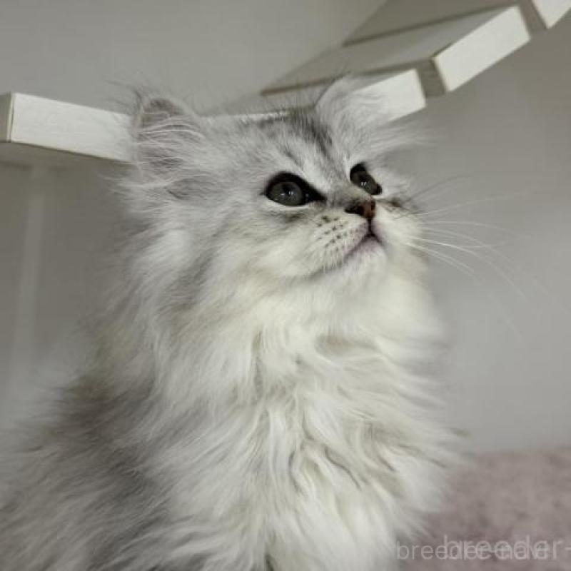 販売中の神奈川県のサイベリアン-135617の2枚目